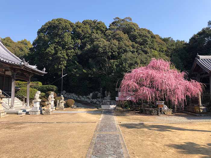 摩利支天尊の枝垂れ梅