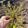 淡路島でアボカド自然栽培❗️5年後の未来に向けて、14本の苗を植えてきました〜😁