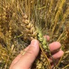 淡路島・小麦づくり2021 #03｜小麦色になってます❗️もうちょっとで収穫だよ〜😁ニンニ