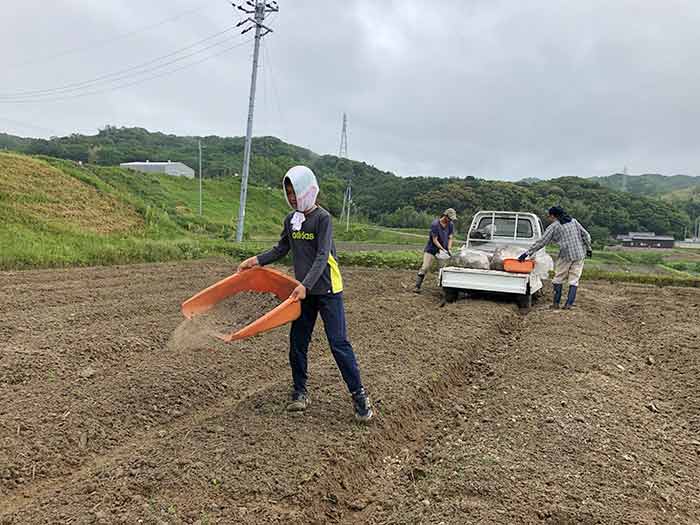 堆肥を撒く息子