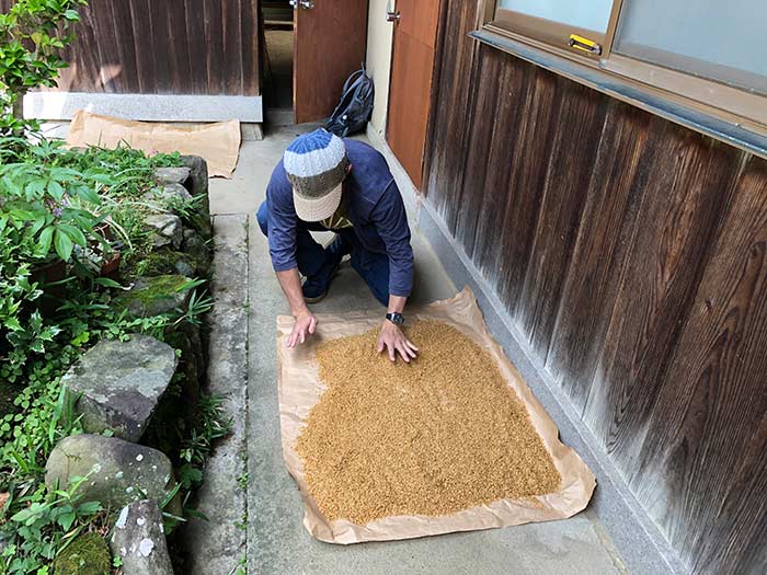 お米の種