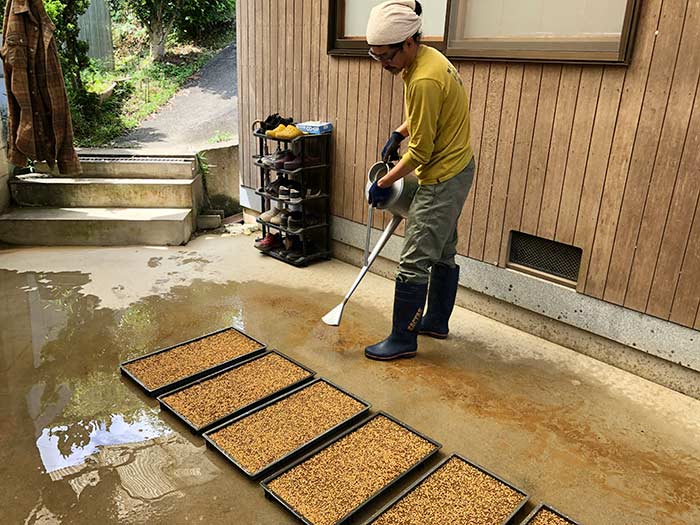 籾まきの様子