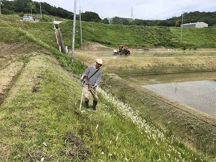 田んぼの草刈り