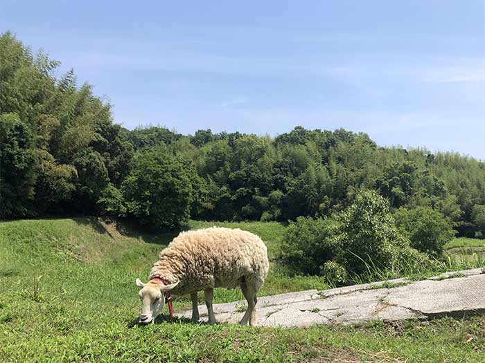 おとよさん