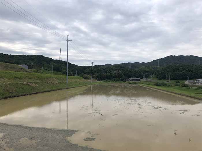 田植え前の田んぼの様子