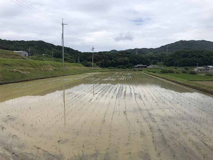 田植え完了