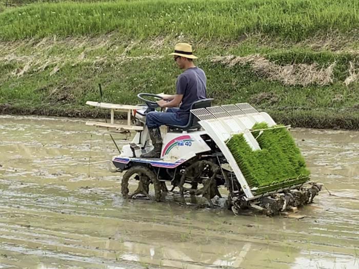 田植え