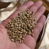 淡路島・小麦づくり2021 #05｜脱穀完了❗️2種類で150kgくらい😊しかし藁たばねるの大変