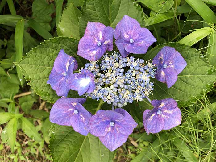 紫陽花