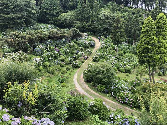 テラス席から見下ろす紫陽花園