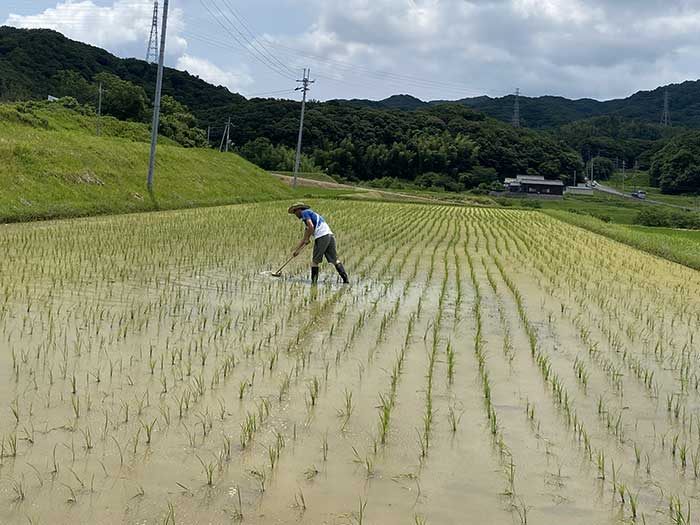 デッキブラシで除草