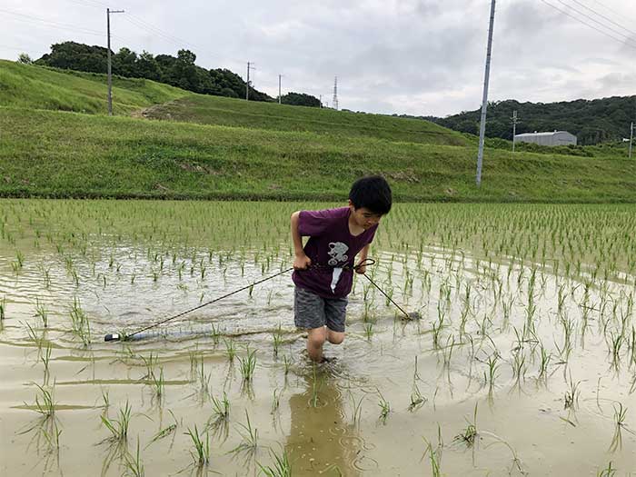 田んぼ作業を手伝う息子