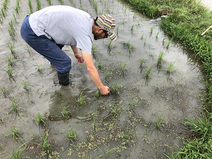 除草作業