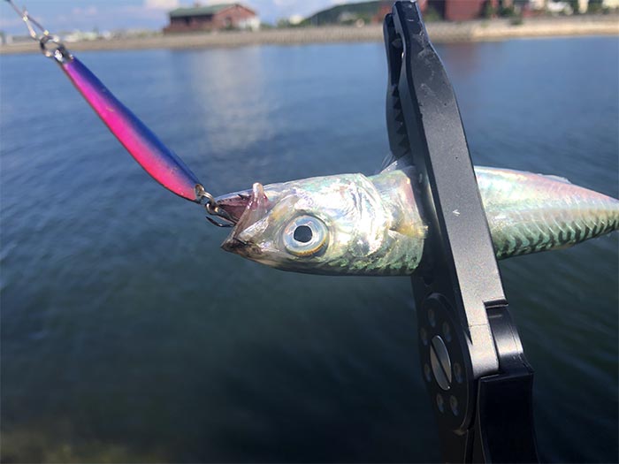 プラバーで小鯖が釣れた