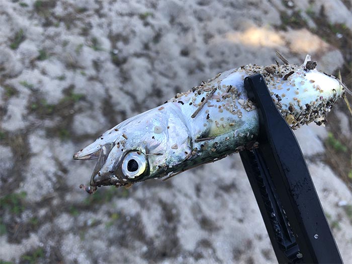 プラバーで小鯖が釣れた