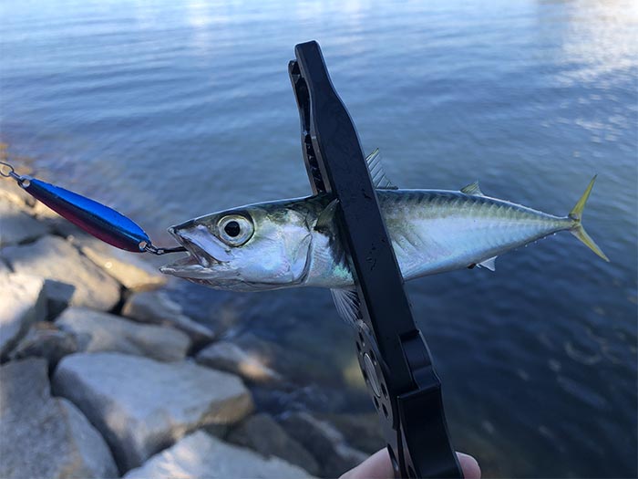 プラバーで小鯖が釣れた