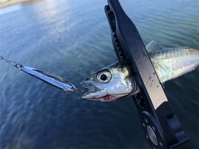 プラバーで小鯖が釣れた