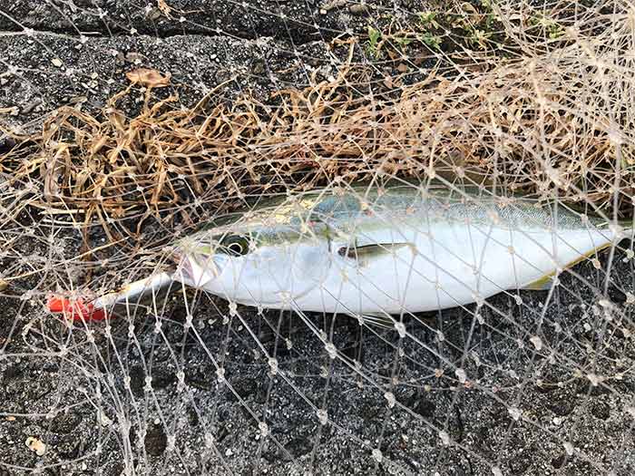 K-TENで青物が釣れた