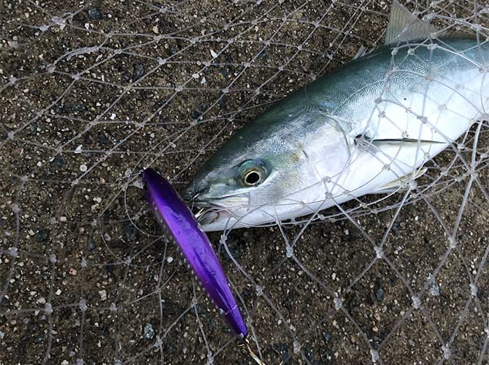 青物釣り