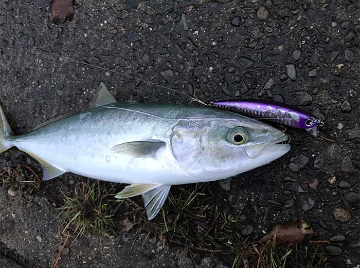 フランキーで青物が釣れた