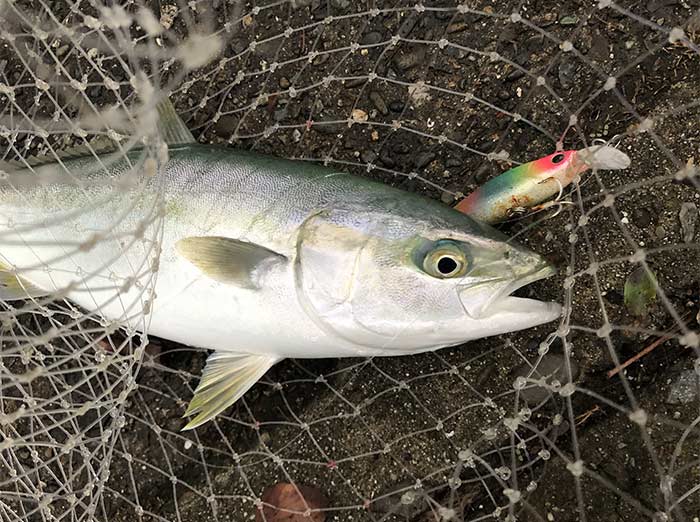 青物が釣れた