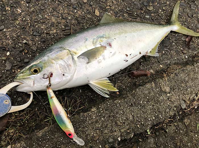 ランブルビートで青物が釣れた