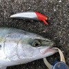 ブルーオーシャンで青物が釣れた