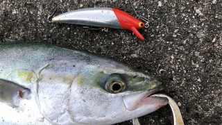 ブルーオーシャンで青物が釣れた