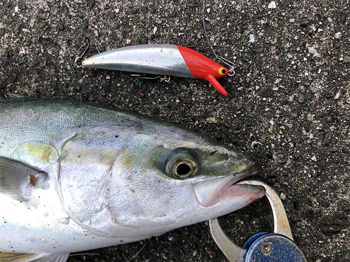 ブルーオーシャンで青物が釣れた