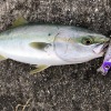 フランキー90で青物が釣れた