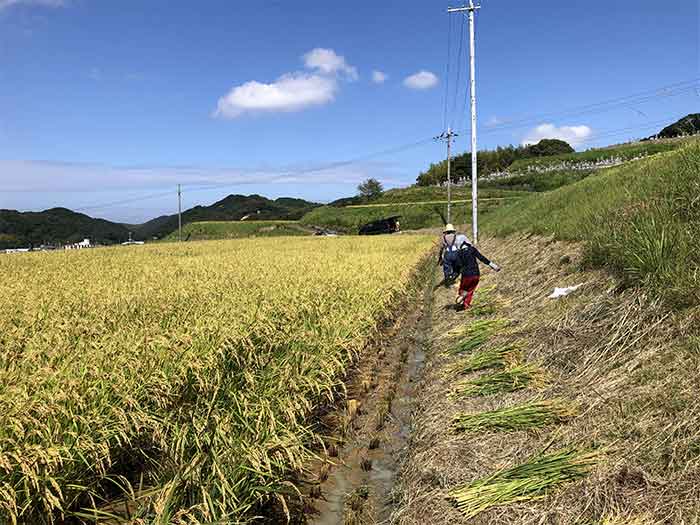 田んぼと家族