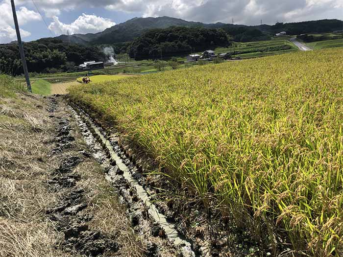 田んぼの溝ほり