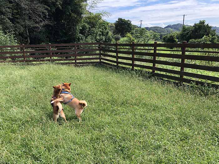 じゃれつく2匹の犬