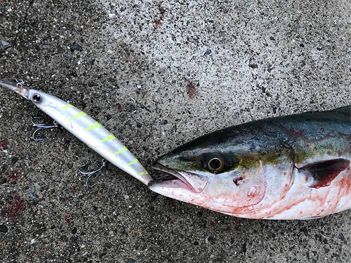 セットアッパーでハマチの釣果