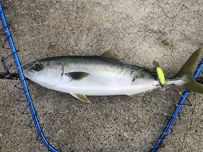 レスポンダー129Fでハマチを釣る