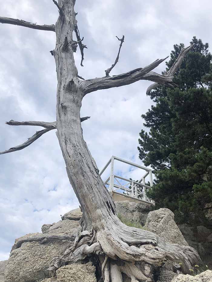 明神岬の木