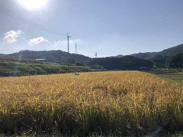 鮎原米の収穫