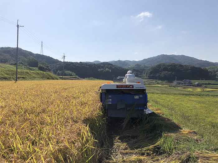 コンバインで収穫