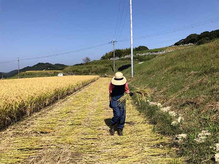 稲を拾う奥さん