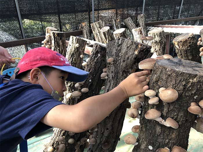 淡路島で原木椎茸狩り体験観光❗️七輪でその場で食べられるよ〜😋【土日限定・要予約★10月24日まで】