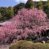 村上邸のしだれ梅