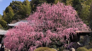 村上邸のしだれ梅