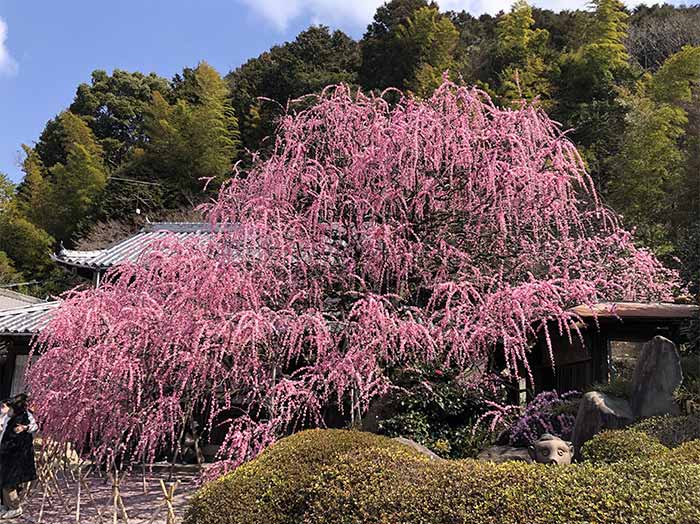 村上邸のしだれ梅