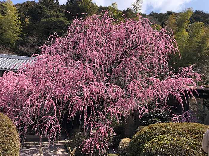 村上邸のしだれ梅