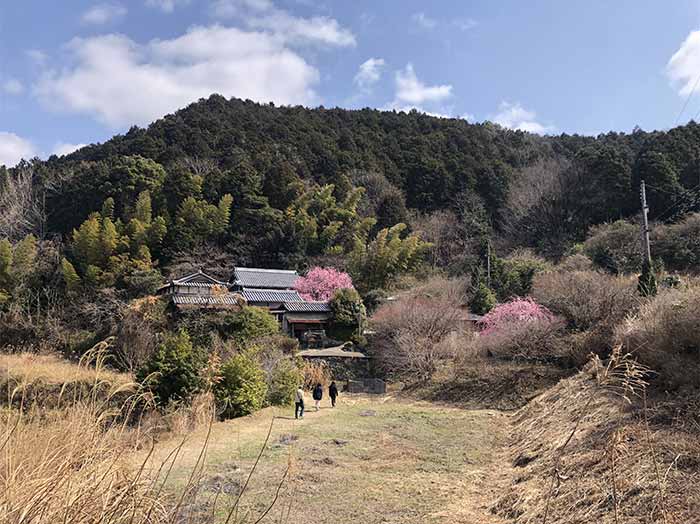 村上邸のしだれ梅