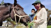 《読者特典あり》GWの淡路島観光は、シェアホースアイランドで馬とふれあいませんか❗️癒されますよ〜😊