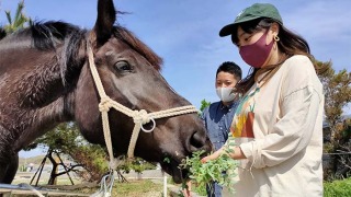 シェアホースアイランドで馬と触れ合う