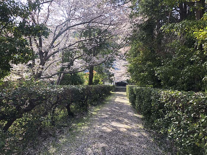 西念寺の桜