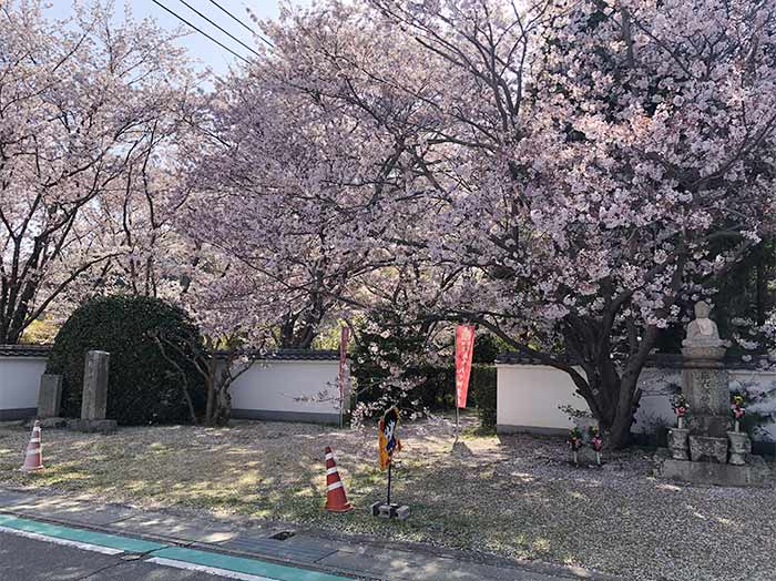 西念寺の桜