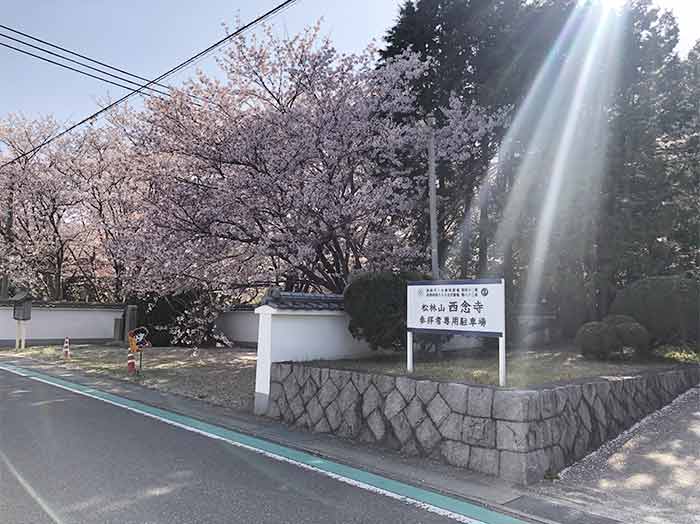 西念寺の桜